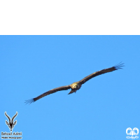 گونه عقاب شاهی Eastern Imperial Eagle